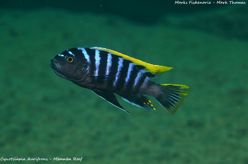 Cynotilapia zebroides 'Mbamba Reef'